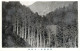 Japan Postcard Forest Scene Park - Other & Unclassified