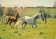 Animaux - Chevaux - Jument Et Son Poulain - Horses - Pferde - CPM - Voir Scans Recto-Verso - Pferde