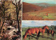 Animaux - Chevaux - Royaume-Uni - Gorse And Heath«r On Dartmoor - Ponies On Dartmoor - Multivues - Poneys - CPM - UK - V - Pferde