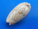 Oliva Reticulata AZONA Philippines 46mm GEM N1 - Seashells & Snail-shells