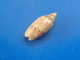 Oliva Polita Marquises (Nuku Hiva) 15,4mm GEM N1 - Seashells & Snail-shells