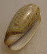 Oliva Tigrina Mozambique 39,8mm F+++  N13 - Seashells & Snail-shells