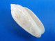 Oliva Bifasciata Guadeloupe 33,2mm F+++  N30 - Seashells & Snail-shells