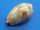 Cypraea Gracilis Philippines 17,9mm GEM N11 - Muscheln & Schnecken