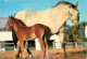 Animaux - Chevaux - Jument Et Son Poulain - Horses - Pferde - CPM - Voir Scans Recto-Verso - Pferde