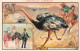 ANIMAUX & FAUNE - L'autruche - Les Grandes Chasses - Carte Postale Ancienne - Birds