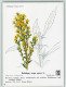 10518201 - Blumen  Solidago Virga Aurea L. - Santé
