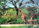 GIRAFFE Animals Vintage Postcard CPSM #PBS960.GB - Girafes
