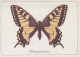 BUTTERFLIES Animals Vintage Postcard CPSM #PBS431.GB - Butterflies