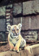 TIGRE Animaux Vintage Carte Postale CPSM #PBS056.FR - Tijgers