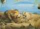 LION RAUBKATZE Tier Vintage Ansichtskarte Postkarte CPSM #PAM012.DE - Leoni