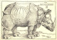 Rhinocerus - Rhinocéros