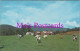America Postcard - Cows At Stowe, Vermont   DZ55 - Andere & Zonder Classificatie