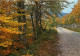 Forêt - Arbres - CPM - Voir Scans Recto-Verso - Bomen