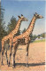 Giraffe - Giraffe