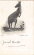 Australia - New South Wales - Kangaroo - Publ. Paine's  - Other & Unclassified