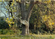 Forêt - Arbres - CPM - Voir Scans Recto-Verso - Bäume