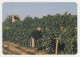 Yemen Y.A.R. A Vineyard At Sadah, Native Scene View, Vintage Photo Postcard RPPc AK (8206) - Yemen