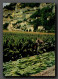 Culture Du Tabac, France, Dordogne, La Roque Gageac, La Recolte (scan Recto-verso) KEVREN0147 - Landwirtschaftl. Anbau