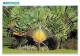 Martinique - Fort De France - Place De La Savane - L'arbre Du Voyageur - CPM - Voir Scans Recto-Verso - Fort De France