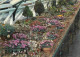 Angleterre - Wisley - The R H S Garden - Part Of The Alpine House In Early Spring - Surrey - England - Royaume Uni - UK  - Surrey