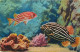  MONACO  AQUARIUM - Ozeanographisches Museum