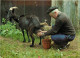 VIEUX METIERS AGRICULTURE LA TRAITE DES CHEVRES - Allevamenti