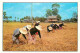 Thailande - Thai Farmers Harvest The Rice Cereals On The Paddy Field - Carte Neuve - CPM - Voir Scans Recto-Verso - Tailandia