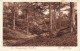 PAYS-BAS - In LaagSoerens Bosschen - De Justberg - Vue Dans Une Forêt - Arbres - Carte Postale Ancienne - Rheden