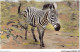 AJKP2-0214 - ANIMAUX - FAUNE AFRICAINE - LE ZEBRE  - Zebre