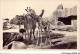 AJKP2-0195 - ANIMAUX - JARDIN ZOOLOGIQUE DE VINCENNES - GIRAFFES ET AUTRUCHES  - Jirafas