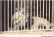 AJKP2-0143 - ANIMAUX - PARIS - MUSEUM D'HISTOIRE NATURELLE - LION D'AFRIQUE  - Leeuwen