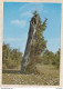 8AK3389 ENVIRONS  DE LIVERNON LE MENHIR TRES TYPIQUE DE BELINAC 2 SCANS - Livernon