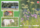 Postal Stationery - Summer Landscape - Scene - Red Cross 2003 - Finlandia - Suomi Finland - Postage Paid - Postal Stationery