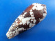 Conus Aulicus Madagascar 75,4mm  N2 - Seashells & Snail-shells