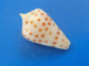 Conus Eburneus CRASSUS Nlle Calédonie 20,6mm GEM  RARE N1 - Seashells & Snail-shells
