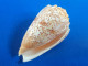 Conus Arenatus Mer Rouge 48,3mm F+++/GEM N2 - Conchas Y Caracoles