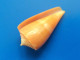 Conus Daucus Trouvé Vivant Martinique (Le Prêcheur) 15mm F+++ N27 - Seashells & Snail-shells