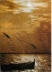 Coucher De Soleil - CPM - Voir Scans Recto-Verso - Contre La Lumière