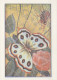 MARIPOSAS Animales Vintage Tarjeta Postal CPSM #PBS437.ES - Papillons