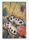 MARIPOSAS Animales Vintage Tarjeta Postal CPSM #PBS437.ES - Papillons