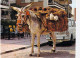Delcampe - Bon LOT De 30 Cartes GF AGRICULTURE Elevage - ANIMAUX De La FERME :dont 20 Dentelées Chevaux Anes Vaches Moutons ... - 5 - 99 Cartes