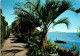 10-4-2024 (1 Z 33) Italy - Isola Madre (palm Trees) - Bomen