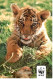 Carte Double WWF Petit Tigre Du Bengale - Tigers