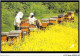 AJJP7-0613 - METIER - TRAVAIL AU RUCHER PENDANT LA FLORAISON DU COLZA  - Farmers