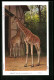 AK Amsterdam, Afrikanische Giraffen Im Zoo  - Giraffe