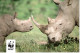 Carte Double WWF Rhinocéros Blanc - Rhinoceros