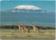 36659# CARTE POSTALE KILIMANJARO Obl MARANGU TANZANIA 1993 TANZANIE Pour THANN HAUT RHIN ALSACE - Tanzania (1964-...)