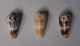 Conus Magus (trois) - Seashells & Snail-shells