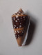 Conus Ammiralis - Coquillages